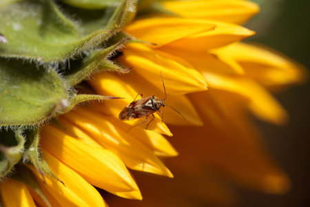 The plant bug Lygus pratensis on a sunflower.の写真素材