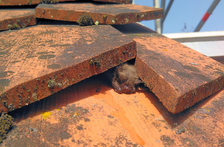 A whiskered bat, Myotis mystacinus, between roof tiles on a roofの写真素材