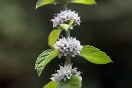Inflorescence and foliage of a plant.の写真素材