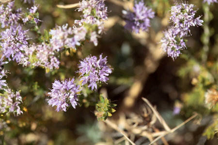 Inflorescence of a conehead thyme plant, Thymbra capitata
