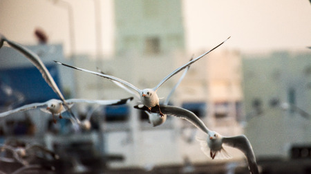 take the picture in thailandの写真素材