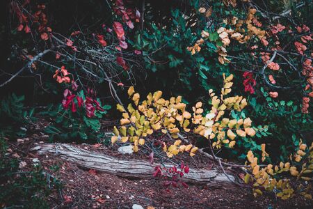 Leaves of different plants with different colors due to autumn. Mediterranean climate.の写真素材