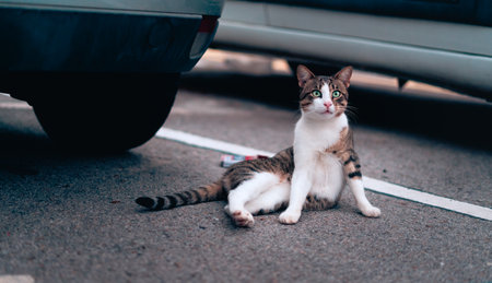 Cute stray cat lying down in a parking lot near a car wheel