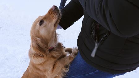 Owner is stroking dog on head.