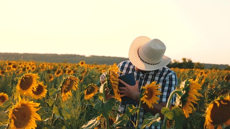 agronomist man osamatrivaet flowers and sunflower seeds. Businessman with tablet examines his field with sunflowers. agricultural business concept. farmer walks in a flowering field.の写真素材