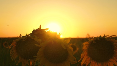 blooming sunflower field in the rays of a beautiful sunset. close-up. agricultural business concept. organic harvest sunflower.の写真素材
