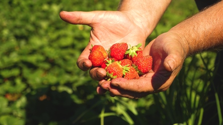 gardener palm shows delicious strawberries in summer in the garden. close-up. Male hand shows red strawberries in his hands. farmer gathers ripe berry.の写真素材