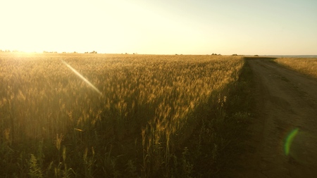 a large field of ripe wheat and a rural road. Spikelets of wheat with grain shakes the wind. Grain...
