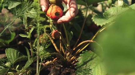 a mans hand tears a red strawberry from a bush. close-up. a farmer harvests a ripe berry. gardeners hand picked strawberries in summer in the garden.の写真素材