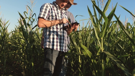 a farmer and an agronomist inspect a flowering field and corn cobs. The concept of agricultural...