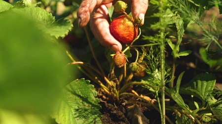 a mans hand tears a red strawberry from a bush. close-up. a farmer harvests a ripe berry. gardeners hand picked strawberries in summer in the garden.の写真素材