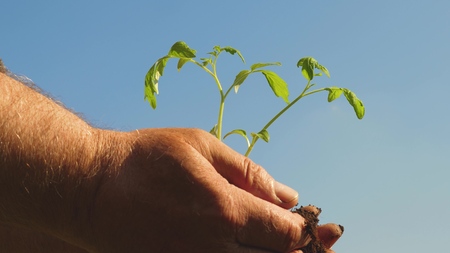 tomato seedling in hands closeup. environmentally friendly planet. young sprout in hands of farmer....