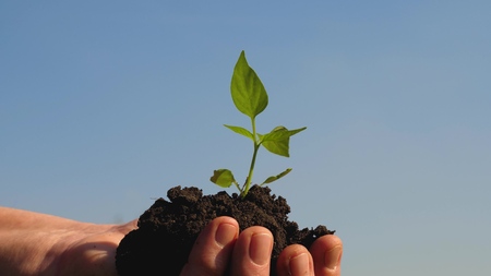 sweet pepper sapling close-up. environmentally friendly sprout. ecologically clean planet. young sprout in hands of the farmer. gardeners hands hold a green seedling in their palms against the skyの写真素材