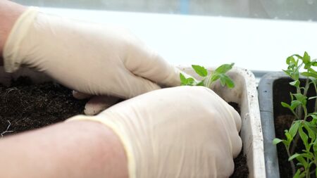 green sprout planted in ground in greenhouse of women's hands in gloves. close-up. growing transplant in a greenhouse by farmer.の写真素材