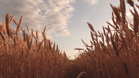 Beautiful sky with clouds in countryside over field of wheat. mature cereal harvest against sky. ears of wheat shakes wind. A huge yellow wheat floor in idyllic nature in golden rays of sunset.の写真素材