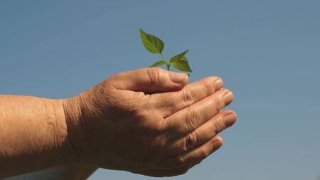 environmentally friendly sprout. sweet pepper sapling close-up. ecologically clean planet. young sprout in hands of the farmer. gardeners hands hold a green seedling in their palms against the skyの写真素材
