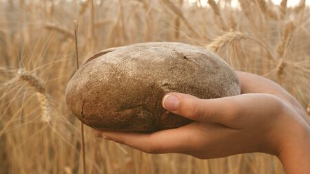 tasty loaf of bread on the palms. bread in the hands of girls over the wheat field. fresh rye bread...
