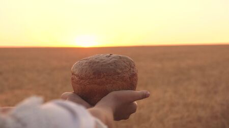 loaf of bread in the hands of a girl over a wheat field in the rays of sunset. close-up. delicious...