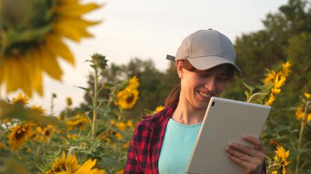 An agronomist studies a sunflower crop and laughs. Happy farmer woman working with a tablet in a sunflower field in sunset. business woman analyzes profit in the field.の写真素材