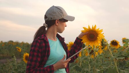 business woman analyzes profits in field. farmer woman working with a tablet in a sunflower field in the sunset light. Agronomist studies harvest of sunflower. concept of farming and agriculture.の写真素材