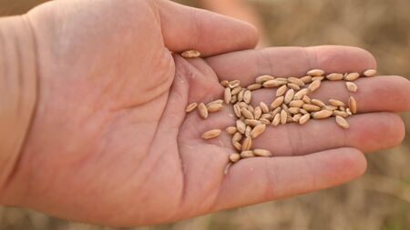 wheat on the palm of the farmer closeup. agronomist holds ripe grains of wheat in his hand. agriculture concept. agricultural business. harvesting cereals.の写真素材