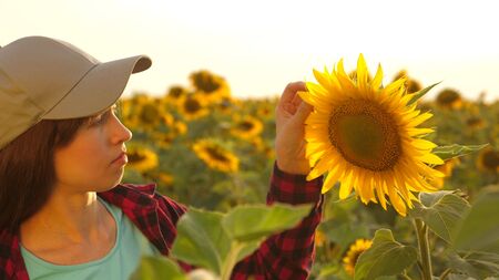 farmer woman working with tablet in sunflower field inspects blooming sunflowers. female agronomist...