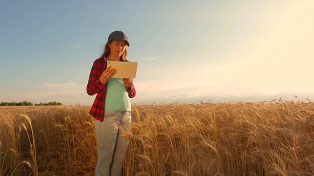 businesswoman with a tablet studies wheat crop in field. Farmer woman works with a tablet in a wheat field, plans a grain crop. business woman in field of planning her income. agriculture concept.の写真素材