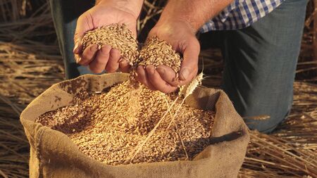 Farmers hands pour wheat grains in a bag with ears. Harvesting cereals. An agronomist looks at the quality of grain. Business man checks the quality of wheat. agriculture concept. close-up.の写真素材