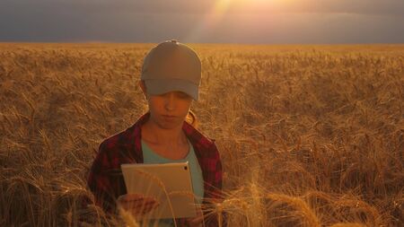 Farmer woman working with a tablet in a wheat field, in sunset light. business woman plans profit in...