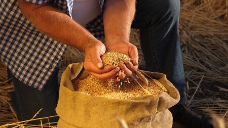 Farmers hands pour wheat grains in a bag with ears. Harvesting cereals. An agronomist looks at the quality of grain. Business man checks the quality of wheat. agriculture concept. close-up.の写真素材