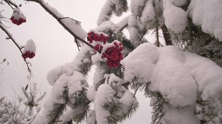 winter viburnum tree with red berries covered with snow. winter christmas park. snow on leafless tree branches. beautiful winter landscape. snow lies on tree branches.の写真素材