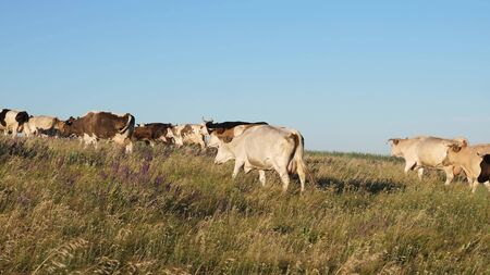 beautiful alpine meadow with cows. cattle in a pasture on a blue sky. Cows graze on pasture. Dairy business concept. concept of organic cattle breeding in agriculture.の写真素材