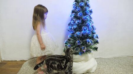 little girl hugs and plays with a cat in a room by the Christmas tree. child and christmas tree with beautiful garlands. christmas holidays conceptの写真素材