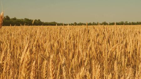 field of ripening wheat against the blue sky. Spikelets of wheat with grain shakes the wind. grain harvest ripens in summer. agricultural business concept. environmentally friendly wheatの写真素材