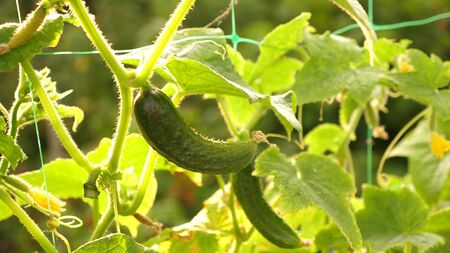 cucumber grows on a flowering bush. fresh cucumbers grown in open field. plantation of cucumbers. Growing cucumbers in greenhouses. garden business. blooming cucumber. ecologically clean.の写真素材