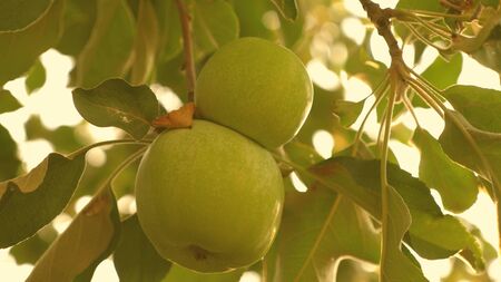 Green apples on the tree. close-up. beautiful apples ripen on a branch in the rays of the sun. agricultural business. organic fruit. Apples on the tree.の写真素材