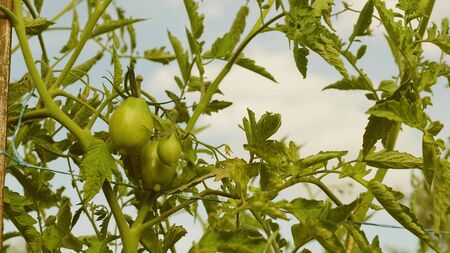 green tomatoes ripen on a branch of a bush. unripe tomatoes on farmers plantation close-up. Fetus of tomato plant in greenhouse. agricultural businessの写真素材