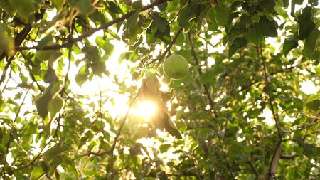 Green apples on the tree. organic fruit. beautiful apples ripen on a branch in the rays of the sun. agricultural business. Apples on the tree.の写真素材