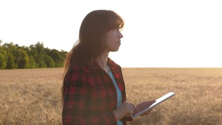business woman plans her income in a wheat field. Farmer girl works with a tablet in a wheat field, plans a grain crop. Women agronomist with a tablet studies the wheat crop in field.の写真素材