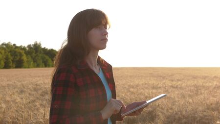 business woman plans her income in a wheat field. Farmer girl works with a tablet in a wheat field, plans a grain crop. Women agronomist with a tablet studies the wheat crop in field.の写真素材