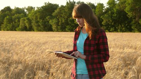 business woman plans her income in a wheat field. Farmer girl works with a tablet in a wheat field, plans a grain crop. Women agronomist with a tablet studies the wheat crop in field.の写真素材