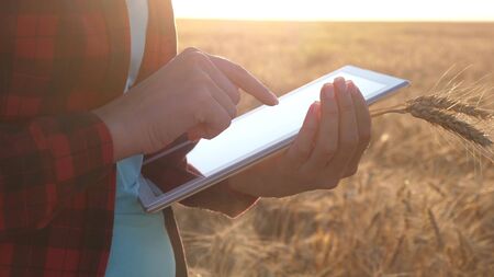 Women agronomist with a tablet studies the wheat crop in field. close-up. business woman plans her income in a wheat field. Farmer girl works with a tablet in a wheat field, plans a grain crop.の写真素材