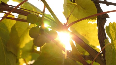 beautiful clusters of ripening grapes in sun. grape plantation in the sunset light. beautiful vine with grapes. winemaking concept. grape business.の写真素材
