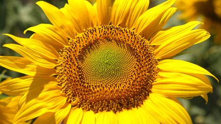 A crop of seeds is ripening in the field. ellow blooming sunflower close-up. sunflower sways in the wind. Beautiful fields with sunflowers in the summer.の写真素材