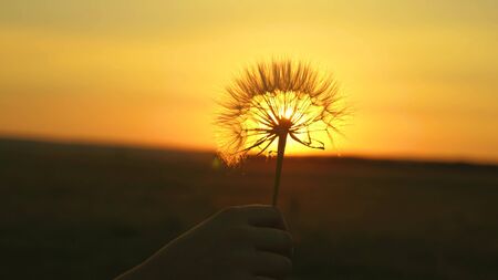Fluffy dandelion in the sun. Blooming dandelion flower in man hand at sunrise. Close-up. Dandelion in the field on the background of a beautiful sunset.の写真素材