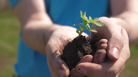 farmer holds in his hand a small sprout for planting in ground. seedling in hands clos-up. environmentally friendly planet. gardener's hands hold green seedling in their palmsの写真素材