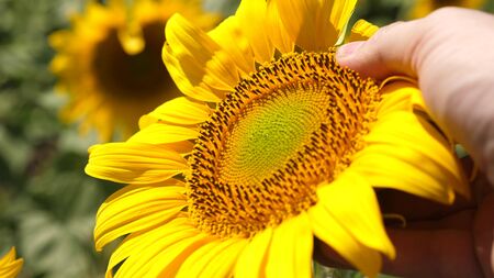 agronomist works in yellow sunflower field. Farmer's hand inspects a blooming sunflower flower. A sunflower sways in the wind. businessman conducts crop analysis. agriculture concept.の写真素材