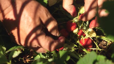 Gardeners hand shows strawberries in the summer in the garden. gardener looks at a crop of strawberries. close-up. Farmer picks ripe berries.の写真素材