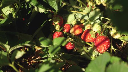 Gardeners hand shows strawberries in the summer in the garden. gardener looks at a crop of strawberries. close-up. Farmer picks ripe berries.の写真素材