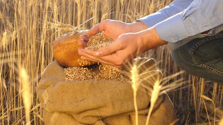 Farmer's hands pour wheat grains in bag with ears. Harvesting cereals. An agronomist looks at the quality of grain. Business man checks the quality of wheat. agriculture concept. close-up.の写真素材